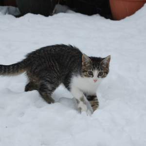 Kitten in snow