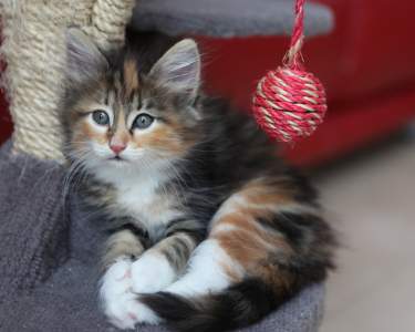 Kitten with a toy