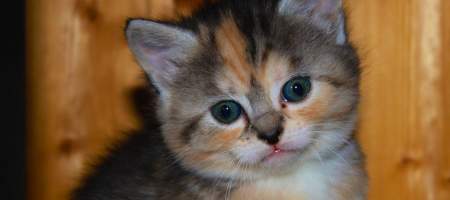 Kitten close-up